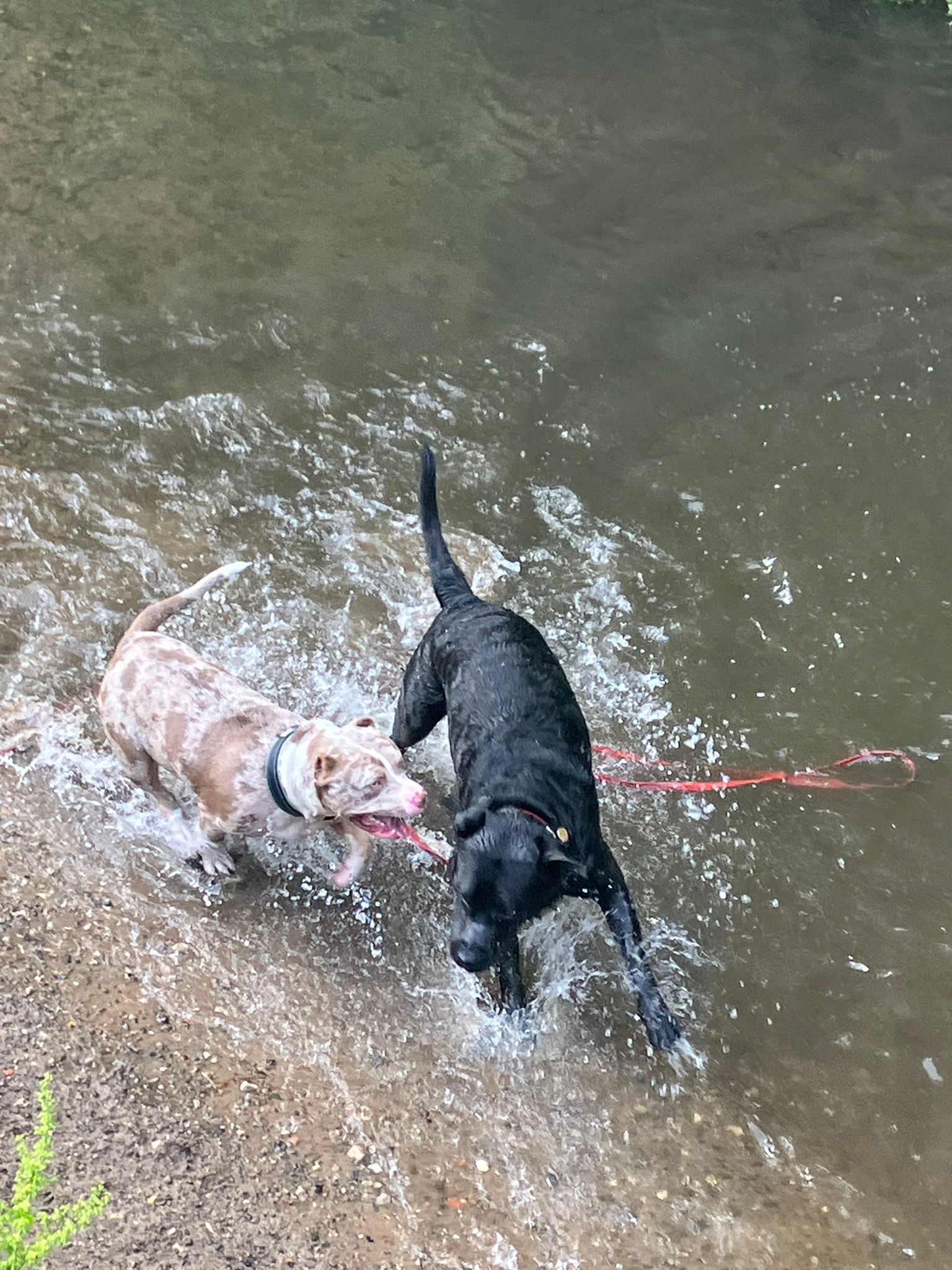 Dog in stream